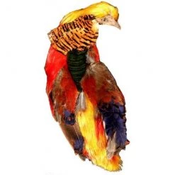 Fly Tying Turrall Golden Pheasant