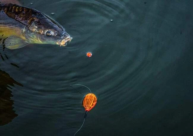 Coarse/Carp Korum Surface Bomb 5 Coarse/Carp Korum Surface Bomb