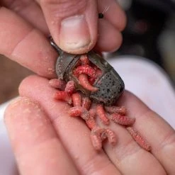 Preston ICM In-Line Maggot Feeder Coarse/Carp