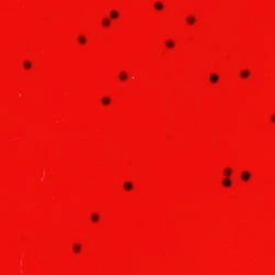 Flybox Textreme Pike Tail Vinyl 6 Flybox Textreme Pike Tail Vinyl