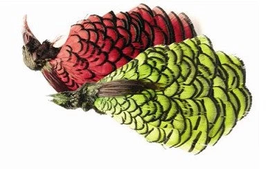 Veniard Amherst Pheasant Complete Head 4 Veniard Amherst Pheasant Complete Head