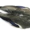 Veniard Mallard Duck Wings