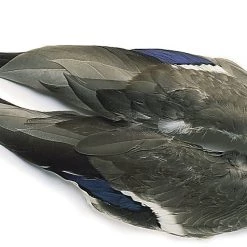 Veniard Mallard Duck Wings